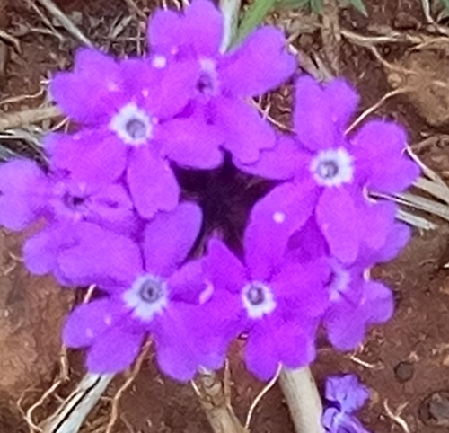 Foto de Verbena