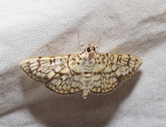 Haritalodes derogata