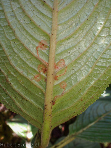 Proterhinus