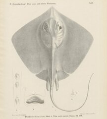 Blackfish Stingray photo 2