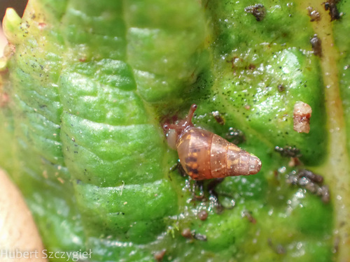 Auriculella observed 2025-01-01