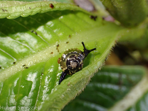 Philonesia hartmanni, 2025-01-01