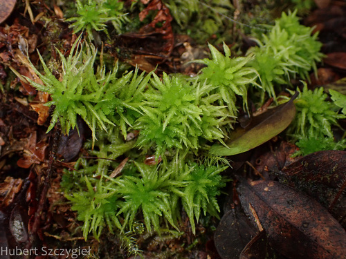 Sphagnum palustre observed 2025-01-01