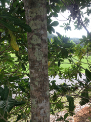 Terminalia microcarpa