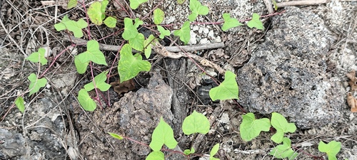 Foto de Fio-de-ovos