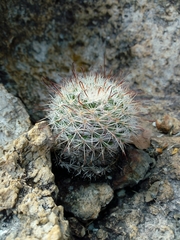 Mammillaria jaliscana jaliscana