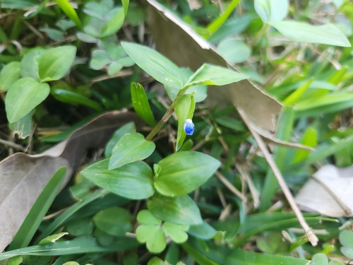 Foto de Trapoeraba