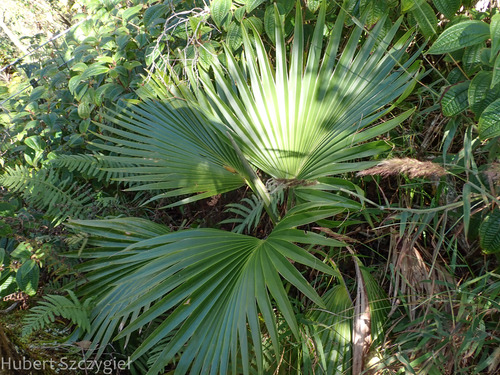 Pritchardia kaalae observed 2025-01-01