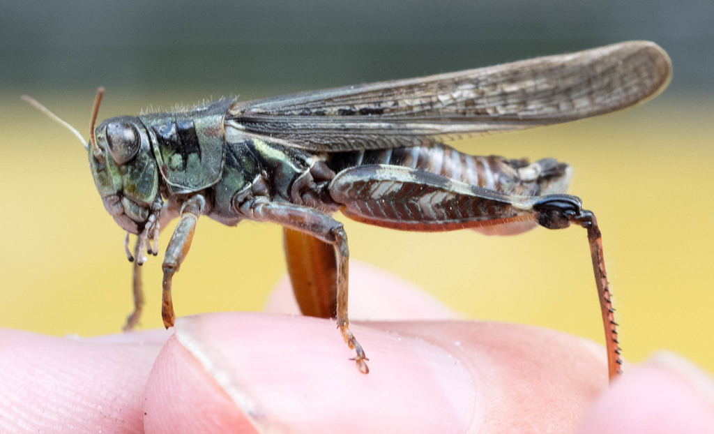Migratory Grasshopper