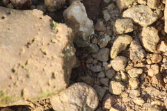 Harpegnathos saltator