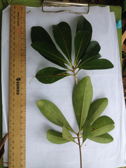 Terminalia microcarpa