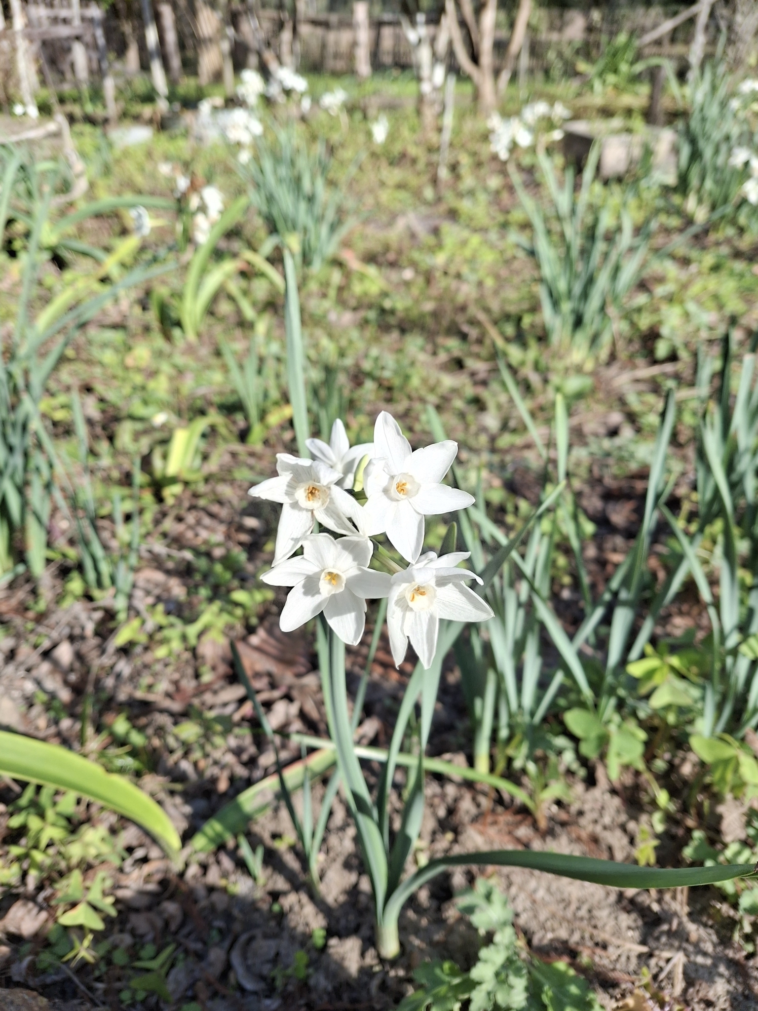 Imagem de Narciso