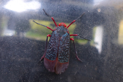Kalidasa lanata