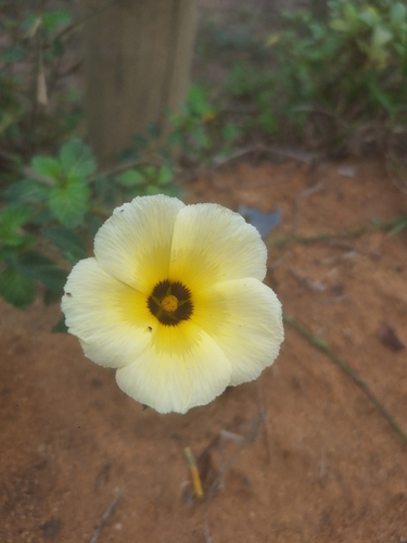 Foto de Chanana
