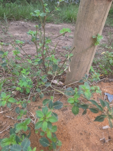 Foto de Chanana