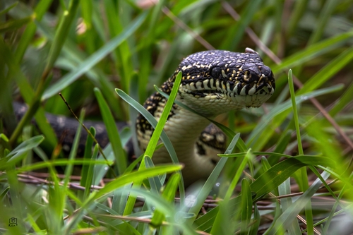 Diamond Python sighting