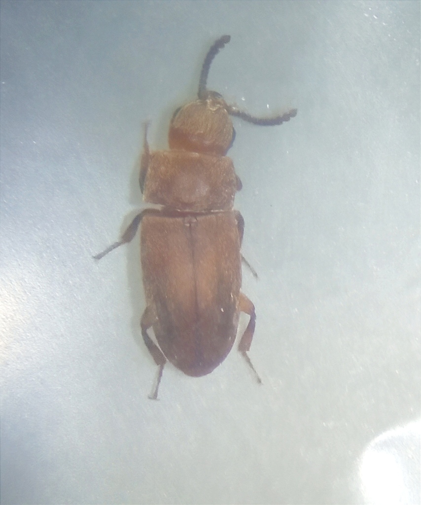 Antherophagus silaceus