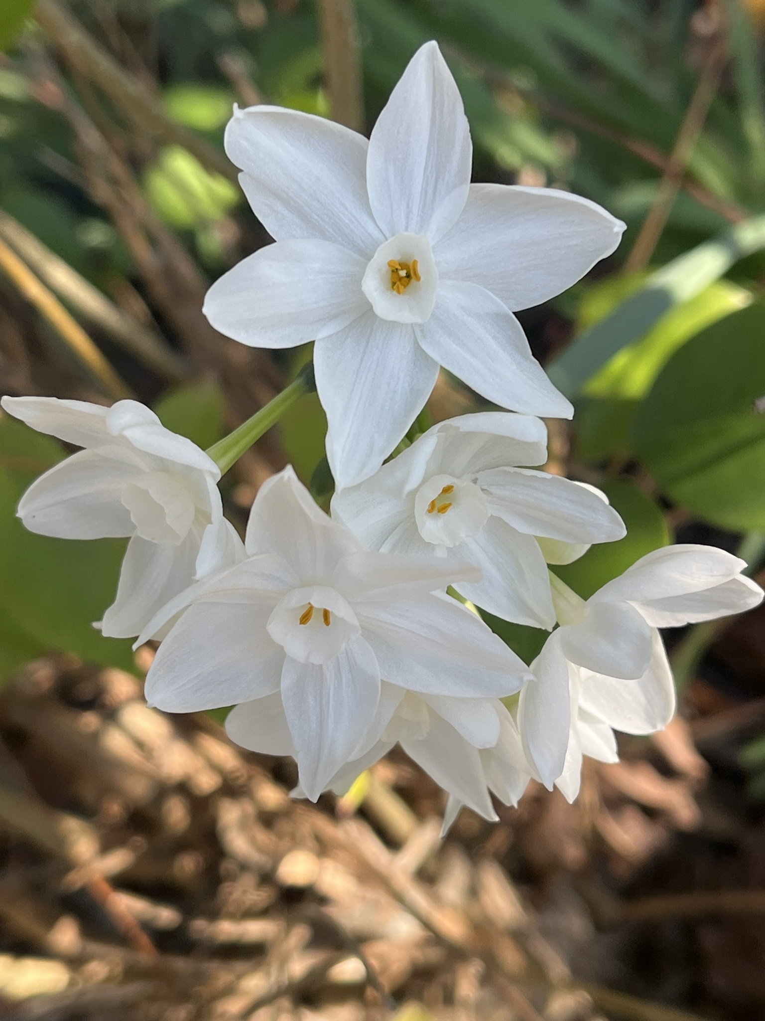 Imagem de Narciso