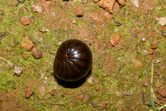 Arthrosphaera
