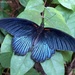 Papilio memnon agenor - Photo (c) Len Worthington, alguns direitos reservados (CC BY-SA), uploaded by Len Worthington