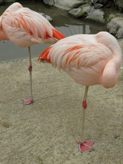 Phoenicopteridae