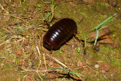 Arthrosphaera