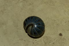 Arthrosphaera