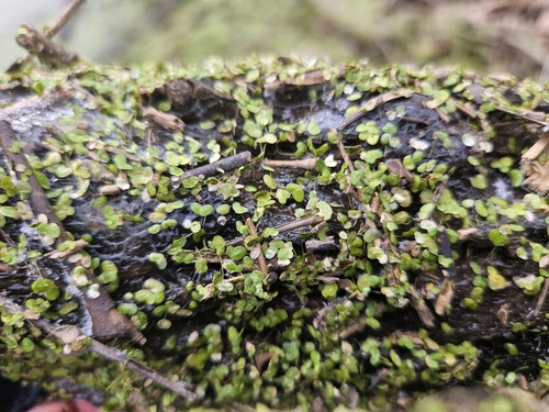 Foto de Lentilha-d'água