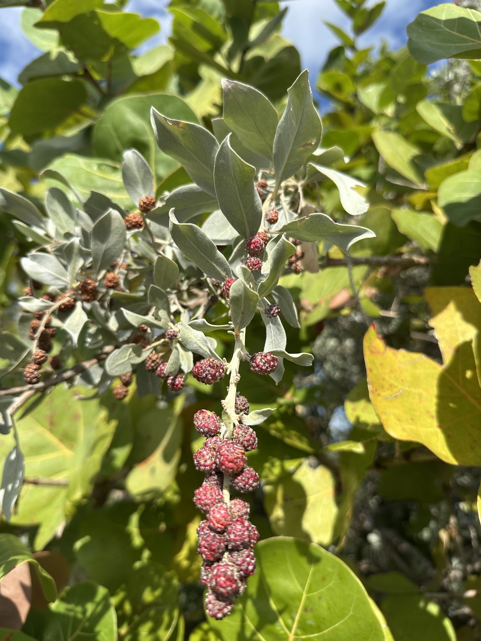 Imagem de Mangue-de-botão