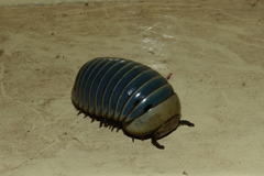 Arthrosphaera