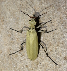 Epicauta albida