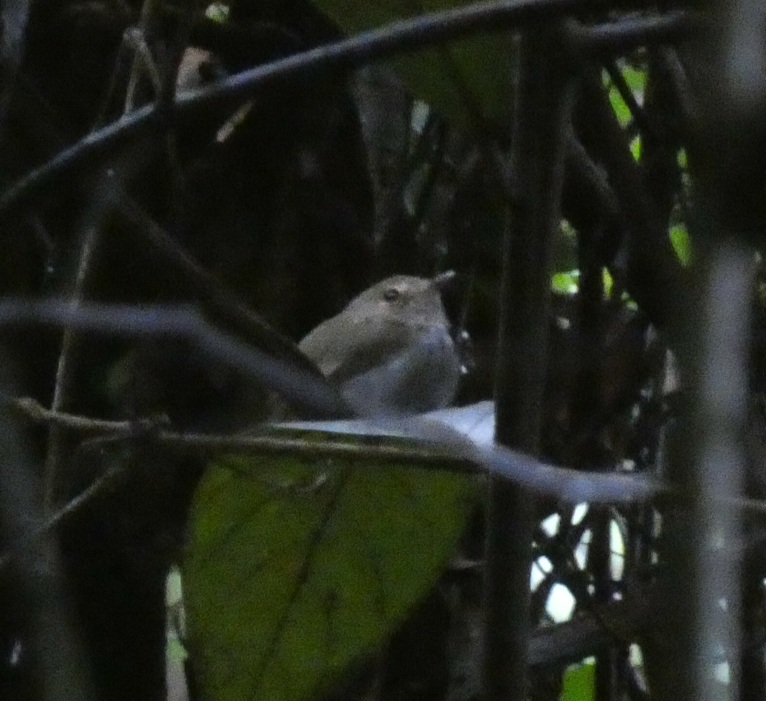Drab-breasted Bamboo Tyrant (Hemitriccus diops), photo 7