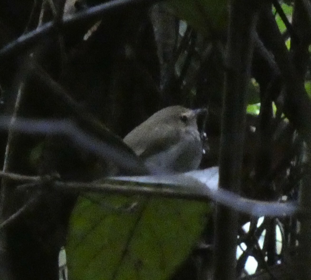Drab-breasted Bamboo Tyrant (Hemitriccus diops), photo 8