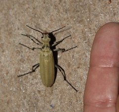 Epicauta albida