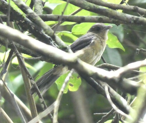 Black-goggled Tanager (Trichothraupis melanops), photo 10
