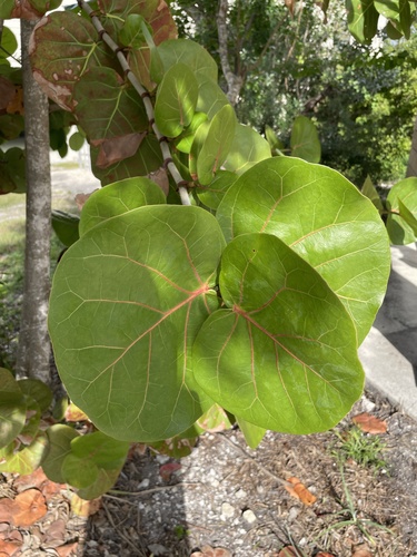 Foto de Uva-do-mar