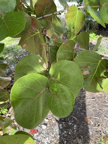 Foto de Uva-do-mar