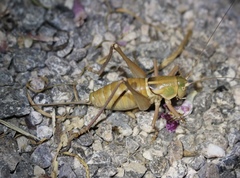 Pediodectes haldemanii