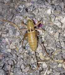 Pediodectes haldemanii