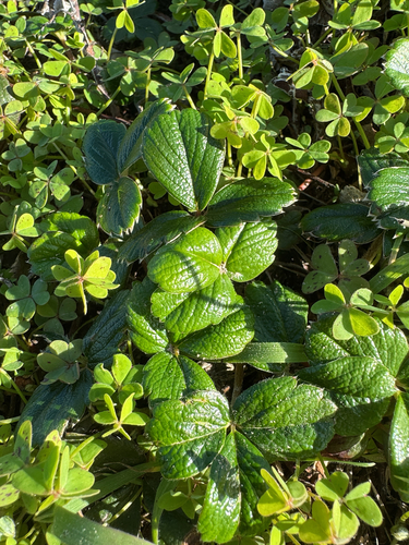 Foto de Morango-silvestre
