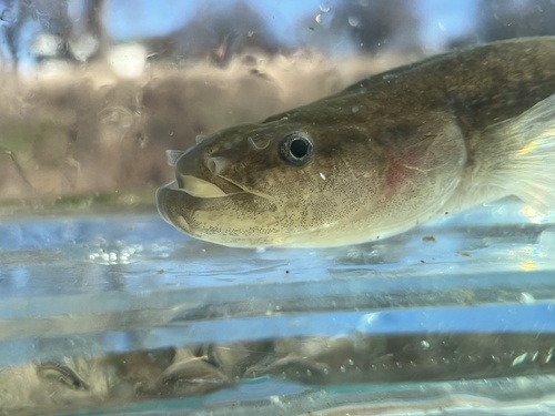 Spring cavefish (Forbesichthys agassizii) — Amblyopsidae — 4
