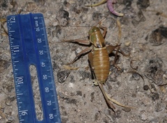 Pediodectes haldemanii