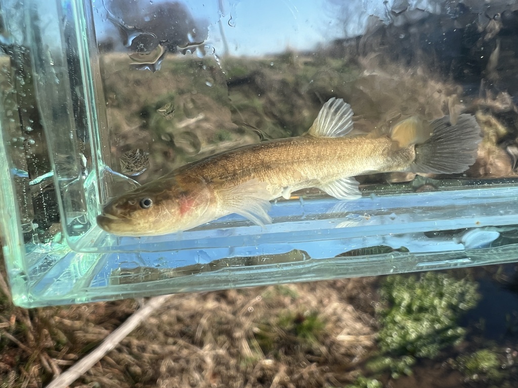 Spring Cavefish