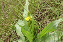 Hypoxis colchicifolia