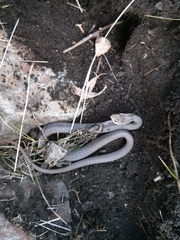 Coluber constrictor mormon