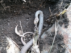 Coluber constrictor mormon