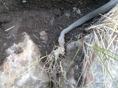 Coluber constrictor mormon