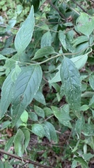 Pycnanthemum albescens