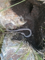 Coluber constrictor mormon