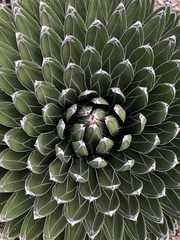 Agave victoriae-reginae